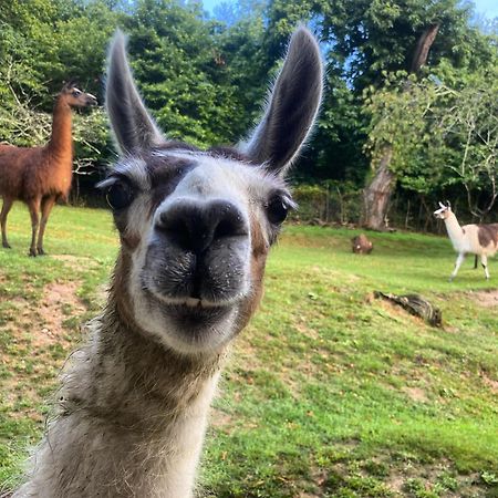 The Llama Farm France Saint-Cyr-Les-Champagnes エクステリア 写真