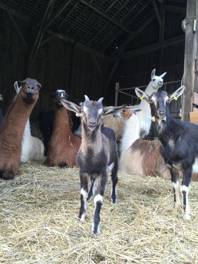 The Llama Farm France Saint-Cyr-Les-Champagnes エクステリア 写真
