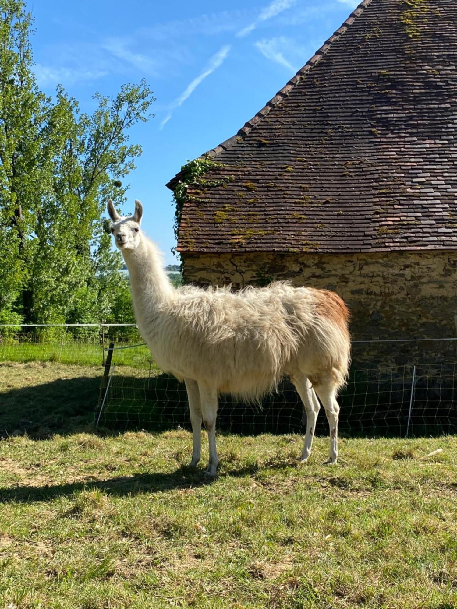 The Llama Farm France Saint-Cyr-Les-Champagnes エクステリア 写真