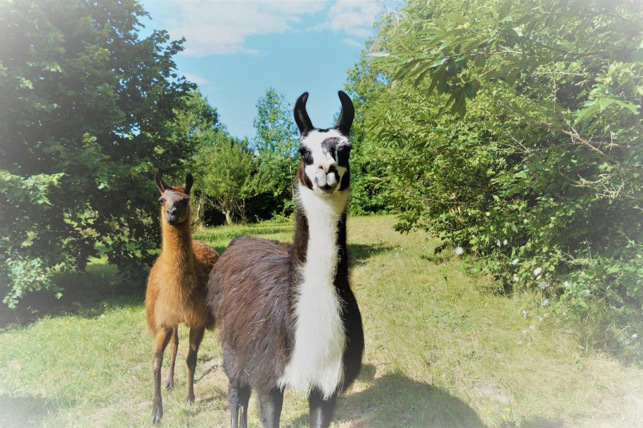 The Llama Farm France Saint-Cyr-Les-Champagnes エクステリア 写真