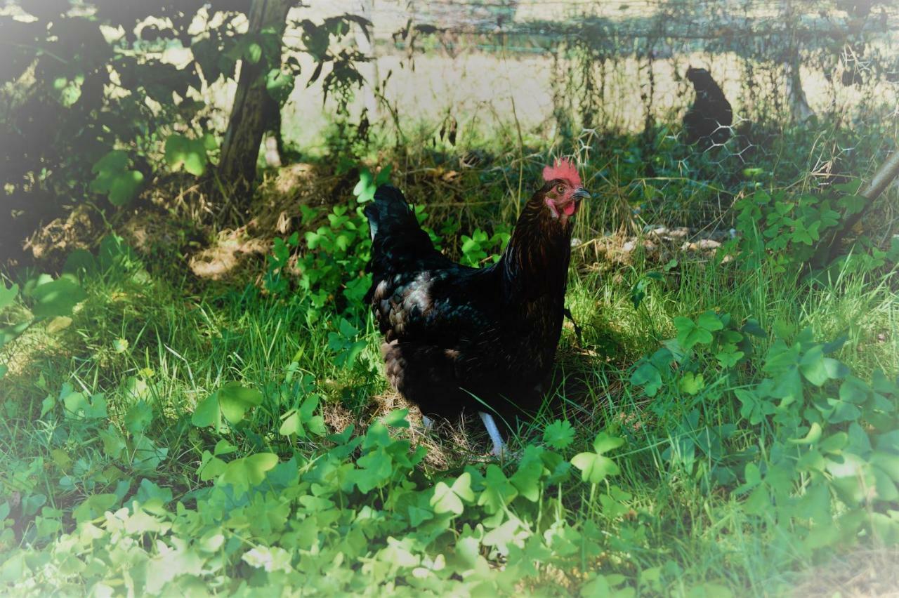 The Llama Farm France Saint-Cyr-Les-Champagnes エクステリア 写真