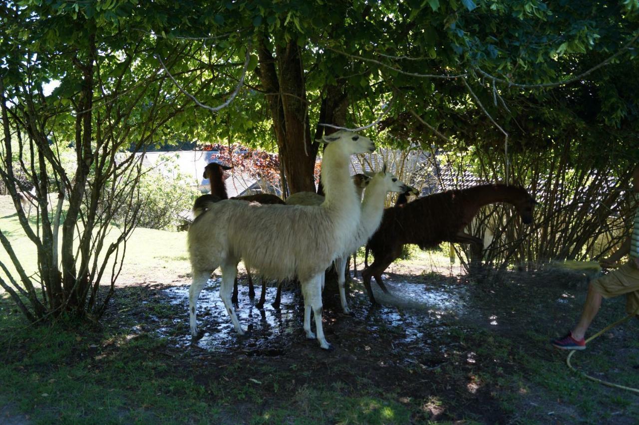 The Llama Farm France Saint-Cyr-Les-Champagnes エクステリア 写真