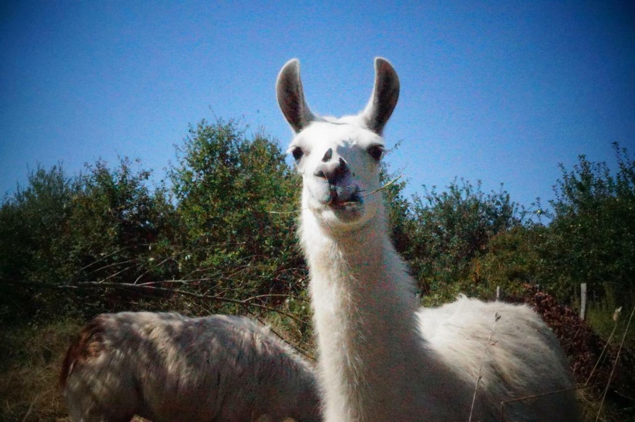 The Llama Farm France Saint-Cyr-Les-Champagnes エクステリア 写真