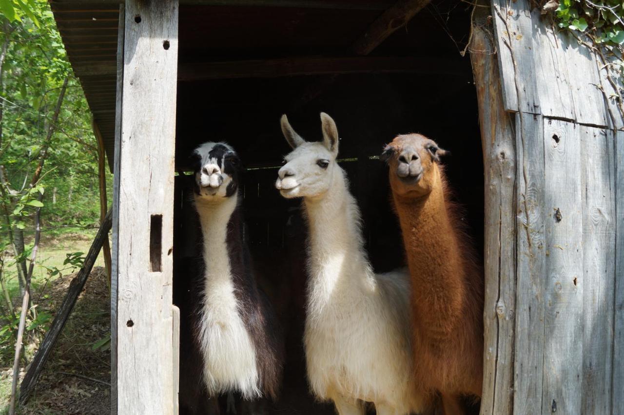 The Llama Farm France Saint-Cyr-Les-Champagnes エクステリア 写真