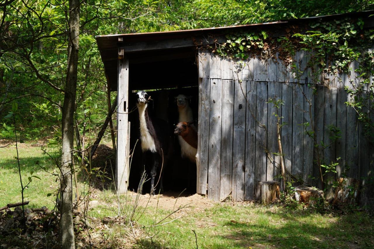 The Llama Farm France Saint-Cyr-Les-Champagnes エクステリア 写真